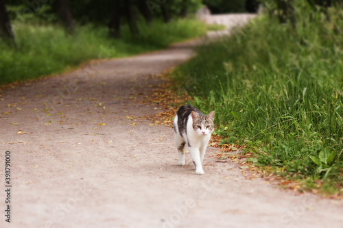 cat running in the park