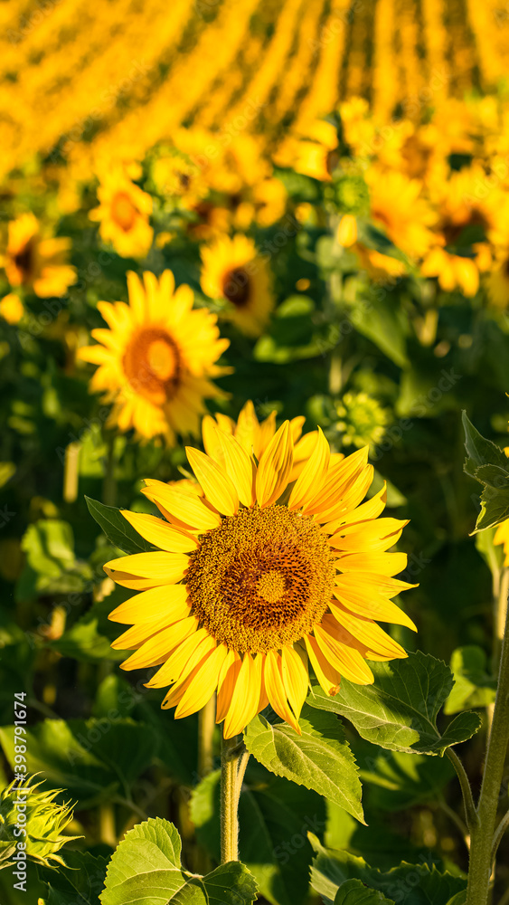 sunflowers field in full sun in Provence, yellow background
sunflowers field in full sun in Provence, yellow background