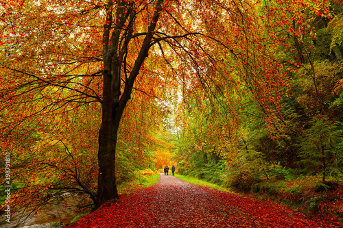 Fototapeta Naklejka Na Ścianę i Meble -  People Walking through a Forest with Stunning Autumn Colours. Hamsterley Forest, County Durham, England, UK.