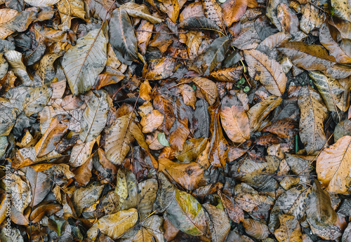 The texture of wet and dry autumn fallen walnut leaves of brown color after rain. Deadwood, top view.