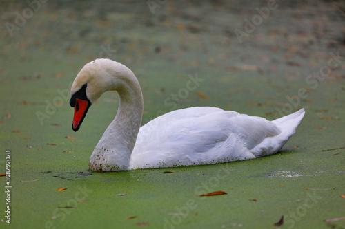 Fototapeta Naklejka Na Ścianę i Meble -  Mute Swan Swimming through Duckweed on a Pond, County Durham, England, UK.