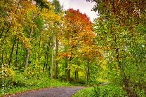 Dirt Track through thick Woodland on a Autumn afternoon, County Durham, England, UK. © Colin Ward