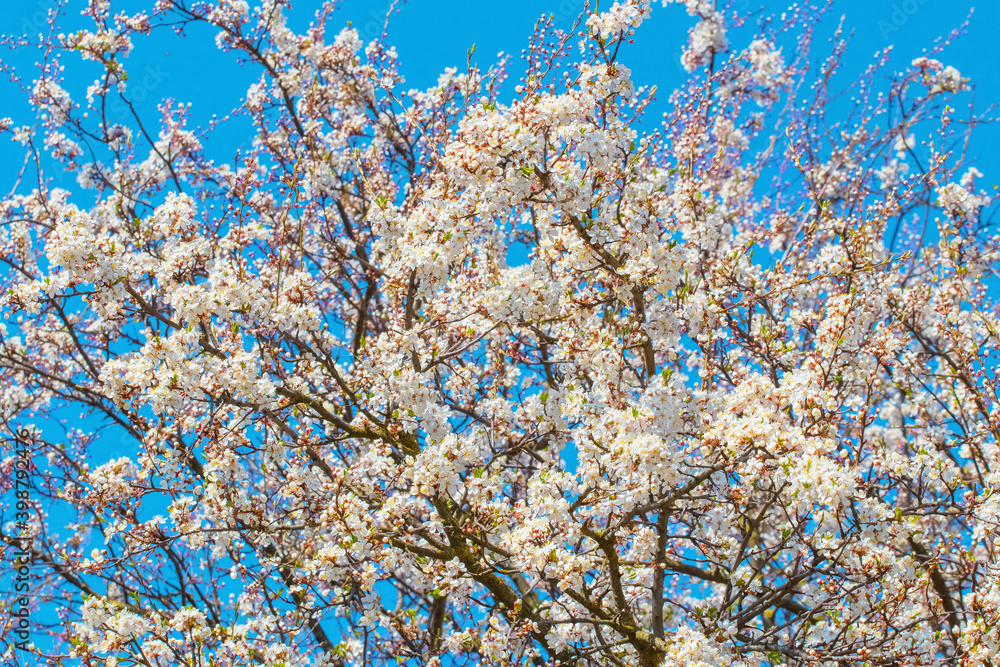 Spring background with small plum flowers on a background of blue sky, flowering trees Spring background with small plum flowers on a background of blue sky, flowering trees