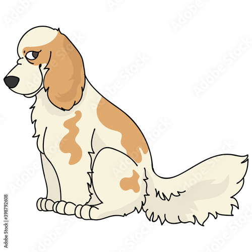 Cute cartoon cocker spaniel sitting dog vector clipart. Pedigree kennel doggie breed for kennel club. Purebred domestic puppy training for pet parlor illustration mascot. Isolated canine.