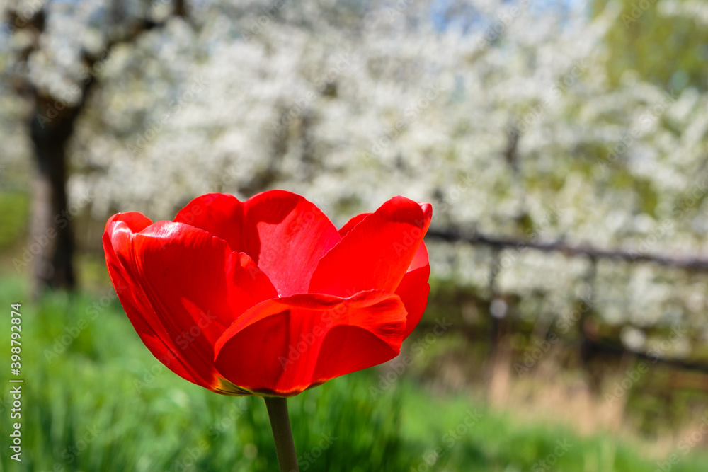 Obraz premium Klatschmohn (Papaver rhoeas)