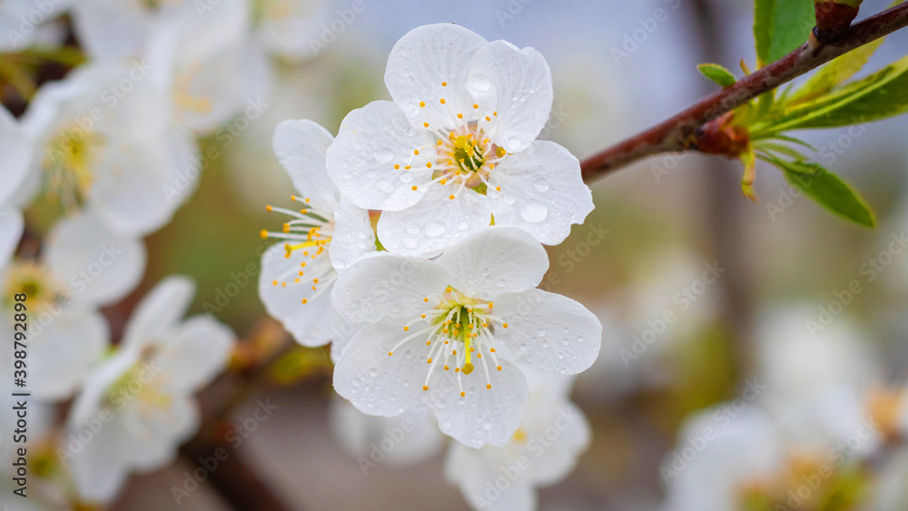 White cherry flowers with raindrops, flowering trees