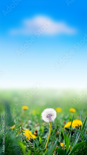Yellow and white dandelions among the green grass on a background of blue sky with a white cloud