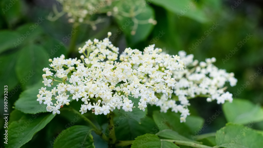 Elder flowers on the bush close up, elder - a medicinal plant Elder flowers on the bush close up, elder - a medicinal plant