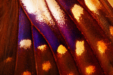 Fototapete Schmetterlinge im Grunge Lila Gelber Schmetterlingsflügel Makro  © Victoria