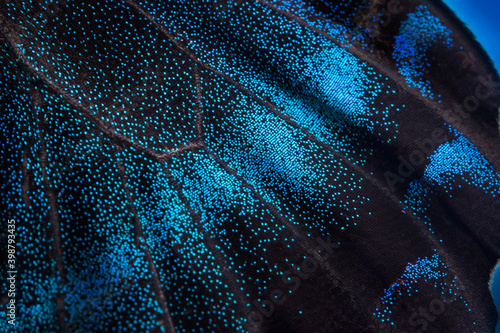A macro photo, a background of a blue wing of a butterfly