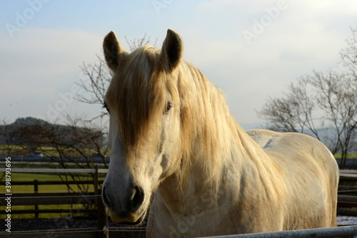 Pferdeschönheit. schöne Pferde im Portrait