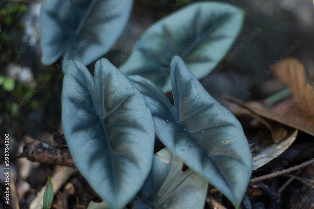 Alocasia reversa in wild Borneo Rainforest Alocasia reversa in wild Borneo Rainforest