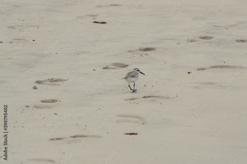 Fototapeta premium a bird walking on the beach
