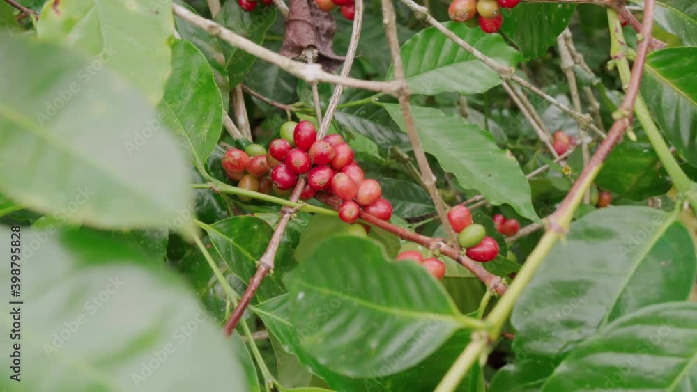 Close-up of fresh coffee cherries cluster on branch of green coffee tree at Indonesian plantation Close-up of fresh coffee cherries cluster on branch of green coffee tree at Indonesian plantation