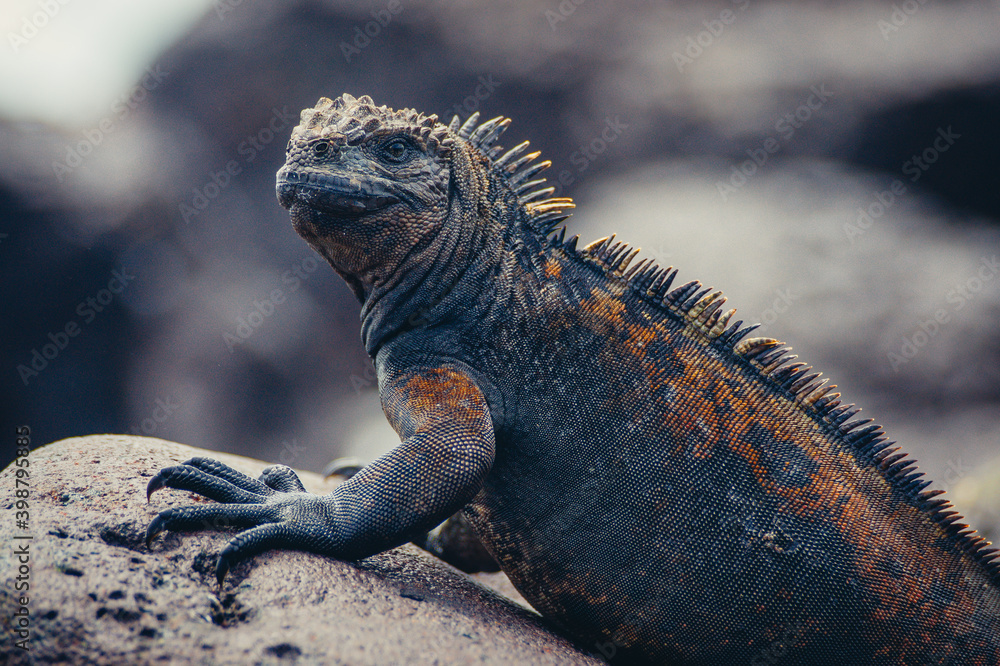 Fototapeta premium a lizard on a rock