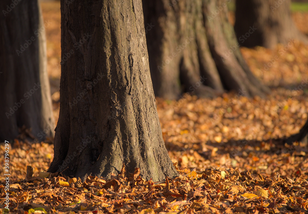Fototapeta premium Fall forest