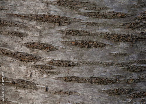 Cherry tree trunk. Detail of a bark. Close up.  