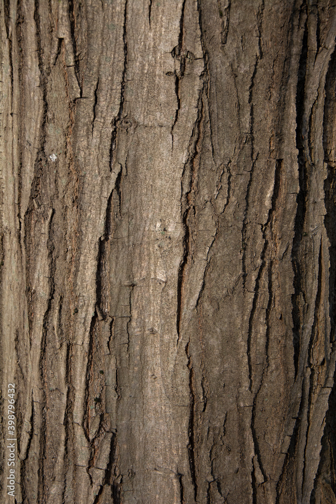 Carpinus betulus, the European or common hornbeam tree trunk. Hornbeam bark. Texture. Background. Carpinus betulus, the European or common hornbeam tree trunk. Hornbeam bark. Texture. Background.