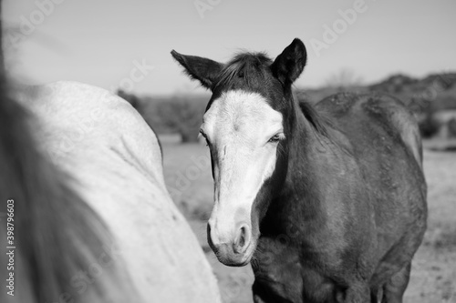 Bald face foal horse with herd close up in black and white.