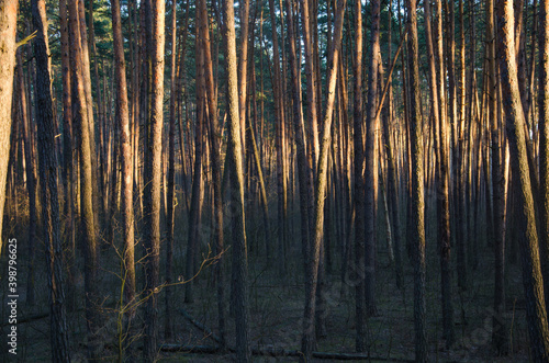 Spruce forest and sunlight in the evening