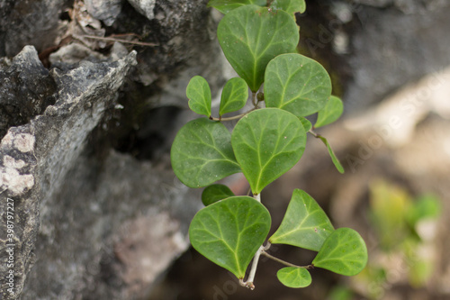 Tabat barito or Ficus deltoidea plant in wild