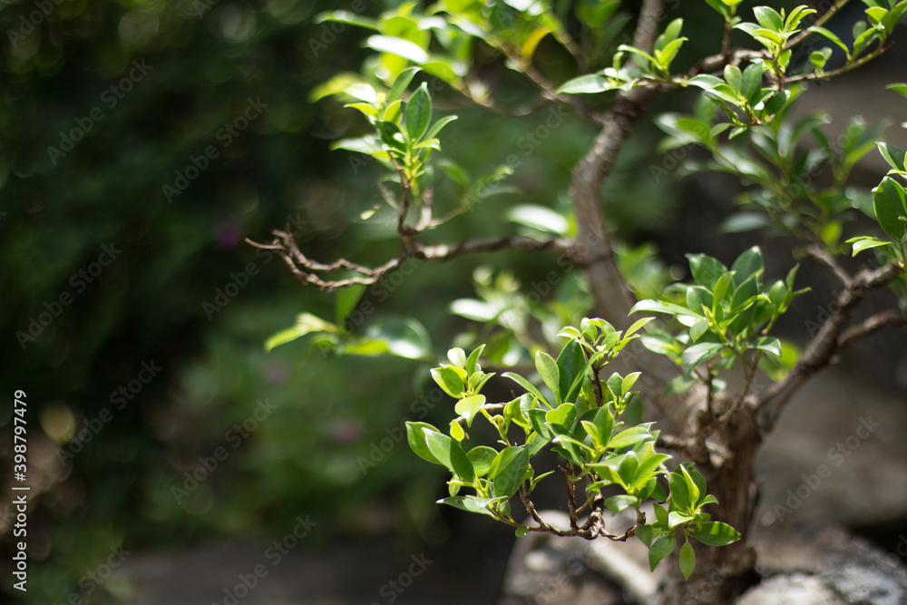 Bonsai Plants with Blur or Bokeh Effect Photos.