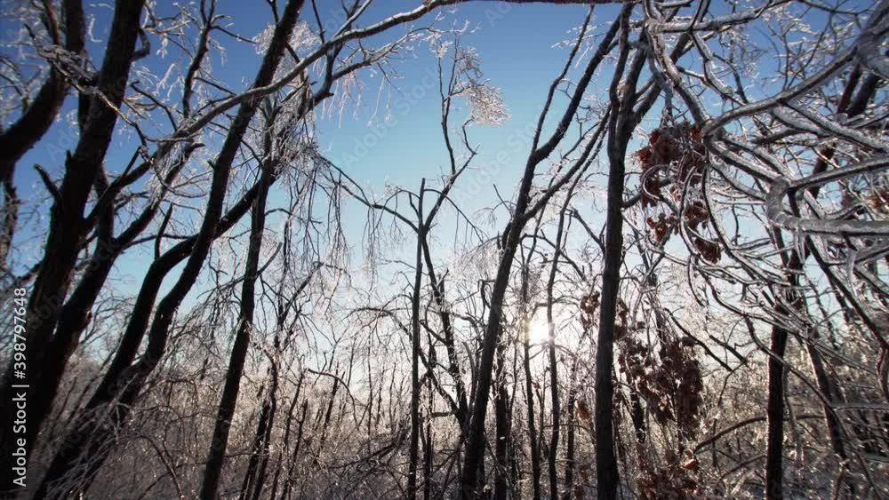 Panoramic view from below of the trees branches against the blue sky glistening on the sun, the branches are covered with ice after icy storm. Cold sunny day. Russia Panoramic view from below of the trees branches against the blue sky glistening on the sun, the branches are covered with ice after icy storm. Cold sunny day. Russia