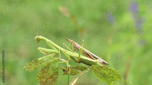 Female Praying Mantis on top of rose bush, mating with a still attached dead male that she ate the head of