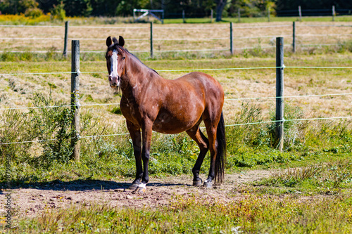 Horse In Pasture