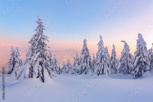 Amazing sunrise. Winter forest. Natural landscape with beautiful pink sky. High mountain. Snowy background. Location place the Carpathian, Ukraine, Europe. © Vitalii_Mamchuk