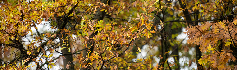 (Selective focus) Stunning view of some Oak trees during the fall season in Italy. An oak is a tree or shrub in the genus Quercus of the beech family, Fagaceae. (Selective focus) Stunning view of some Oak trees during the fall season in Italy. An oak is a tree or shrub in the genus Quercus of the beech family, Fagaceae.