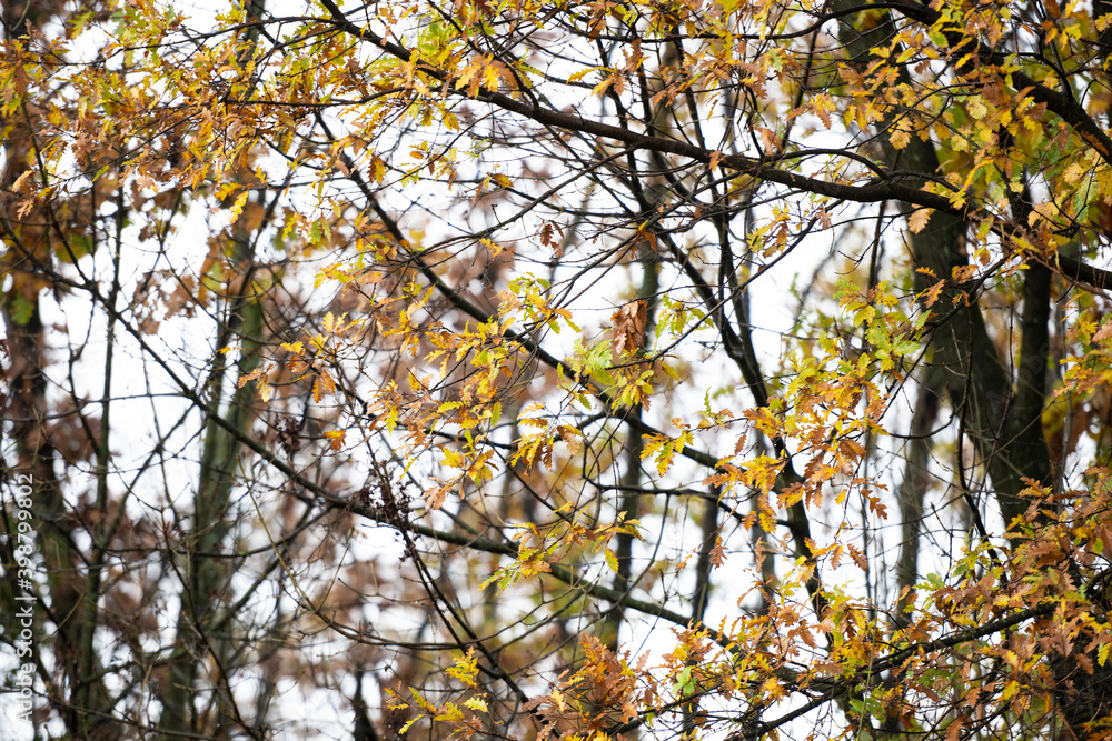 (Selective focus) Stunning view of some Oak trees during the fall season in Italy. An oak is a tree or shrub in the genus Quercus of the beech family, Fagaceae. (Selective focus) Stunning view of some Oak trees during the fall season in Italy. An oak is a tree or shrub in the genus Quercus of the beech family, Fagaceae.