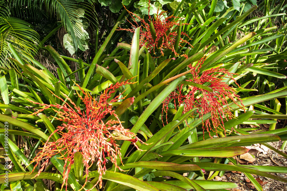 Close up of an orange red bromeliad flower in bloom Close up of an orange red bromeliad flower in bloom