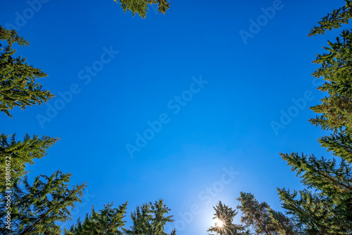 looking up to tall pines with clear blue sky and sun. Horizontal view