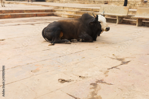 A cow rests on the stairs near the Ganges River in Varanasi, India
