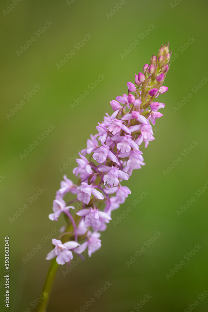 Light purple fragrant orchid (Gymnadenia conopsea) on a solid green background with space for text Light purple fragrant orchid (Gymnadenia conopsea) on a solid green background with space for text