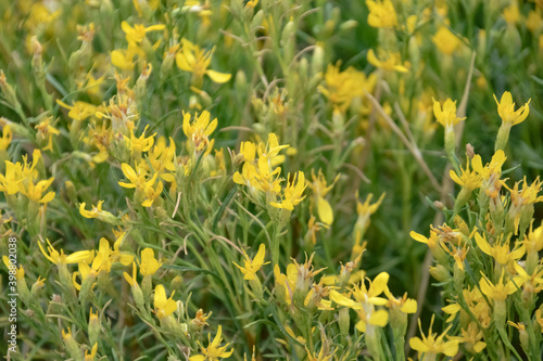 岩場のグチエラザ・サロヘ（Gutierrezia sarothrae）