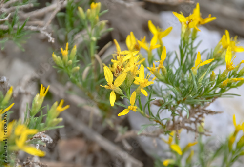 岩場のグチエラザ・サロヘ（Gutierrezia sarothrae）