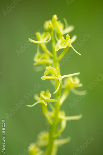 Delicate flowers of fen orchid (Liparis loeselii) on solid green background photo