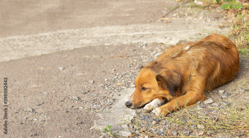 Red dog lies, street dog lies on the ground. Copy space Red dog lies, street dog lies on the ground. Copy space