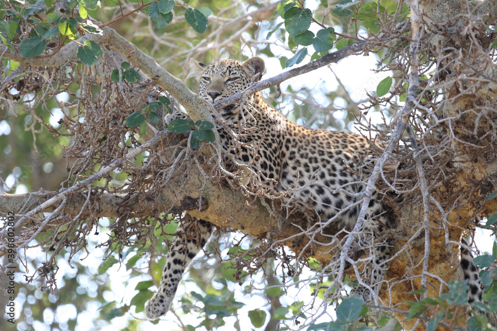 Obraz premium Leopard / Leopard / Panthera pardus.