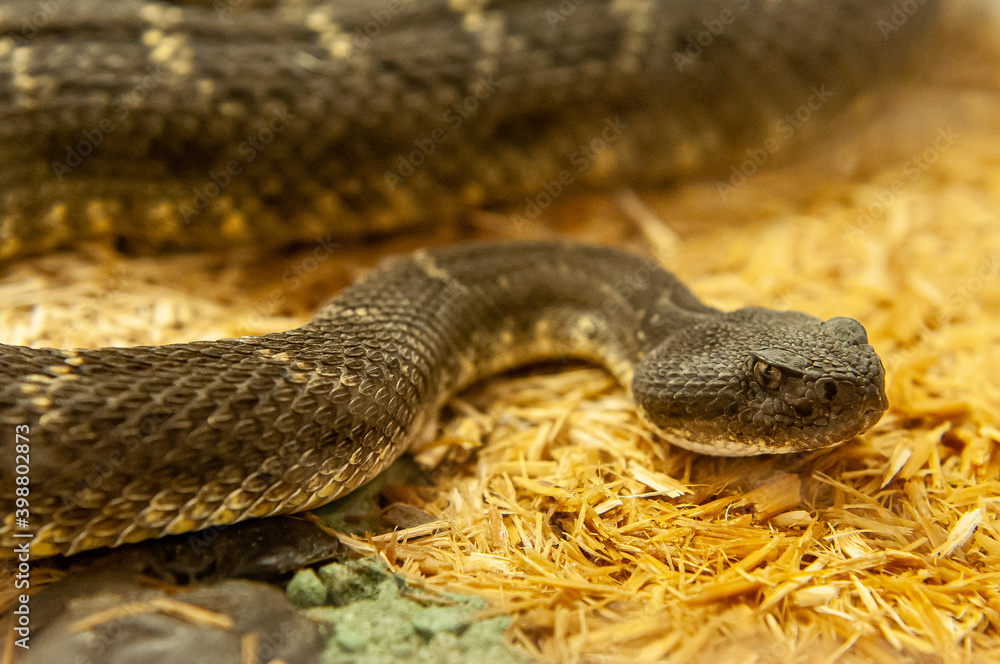 close up of rattlesnake close up of rattlesnake