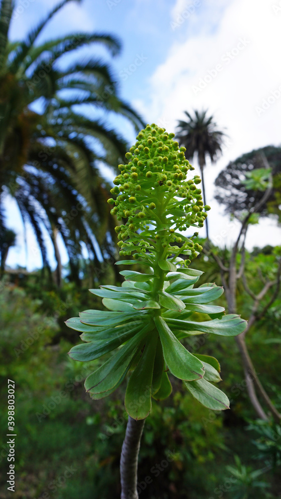 Obraz premium Verode, Aeonium Urbicum, plant blossoms in a tropical garden with blue sky and palm trees on a background 