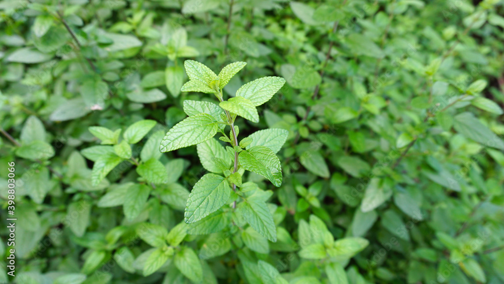 A lot of green mint plants. Mint plants in the garden. Organic, fresh. A lot of green mint plants. Mint plants in the garden. Organic, fresh.