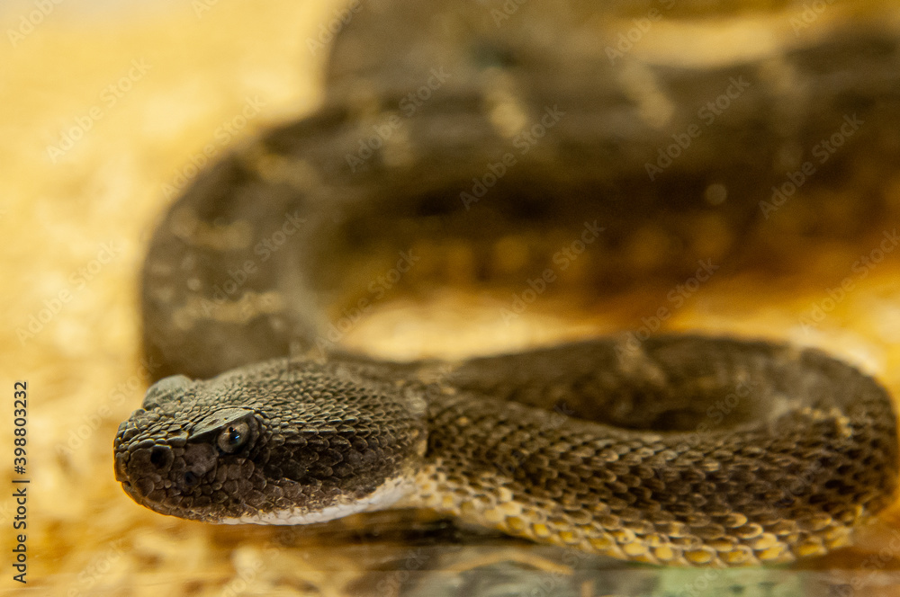 Fototapeta premium close up of rattlesnake