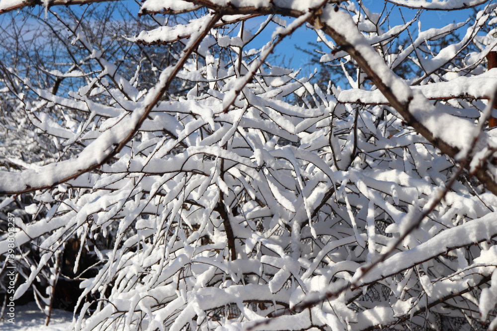 beautiful winter day, trees in the snow, snowdrifts in white snow, new year holiday beautiful winter day, trees in the snow, snowdrifts in white snow, new year holiday