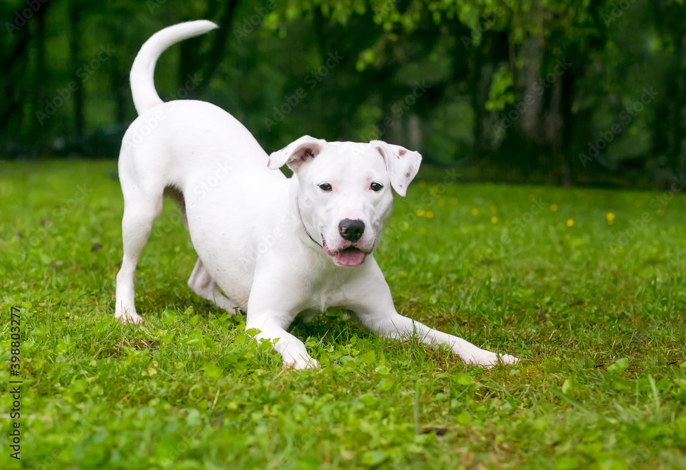 A playful white Retriever x Terrier mixed breed dog in a play bow position A playful white Retriever x Terrier mixed breed dog in a play bow position