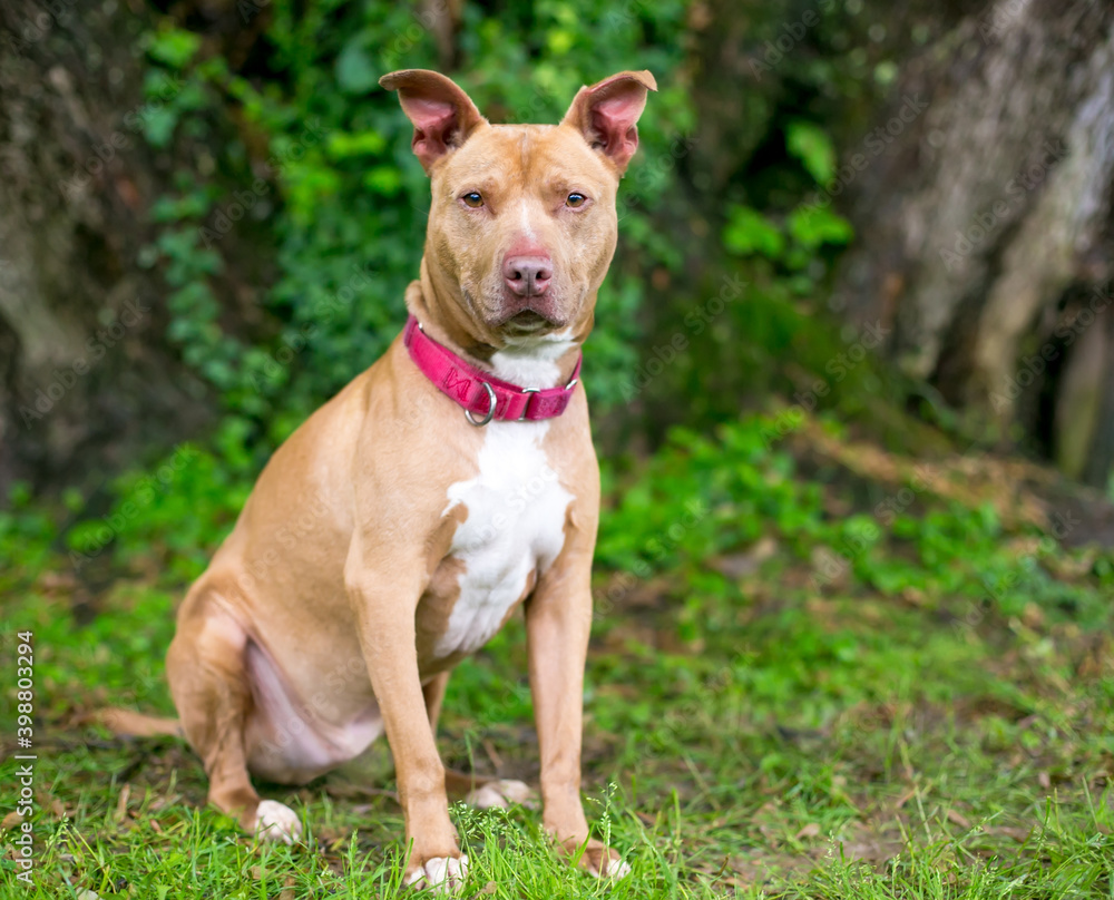 A red and white Pit Bull Terrier mixed breed dog wearing a red collar sitting outdoors