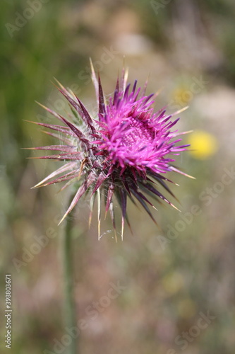 Il cardo rosso