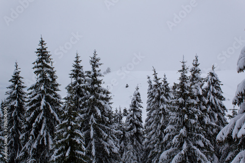 white snow covered pine trees black silhouette on alps mountains valley Christmas New Year wintery card 